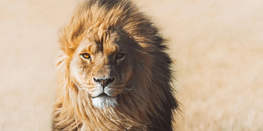 10 августа - всемирный день льва