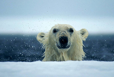 28 февраля – день Арктики