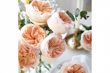 21 мая – Всемирный день розы
